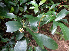 DSC01466 - canelinha Nectandra megapotamica, Lauraceae