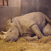 Rhino baby 5 weeks (through glass), 1