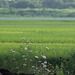 Flowers by paddy fields
