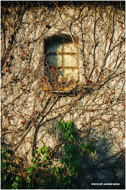 enigmatic window.....