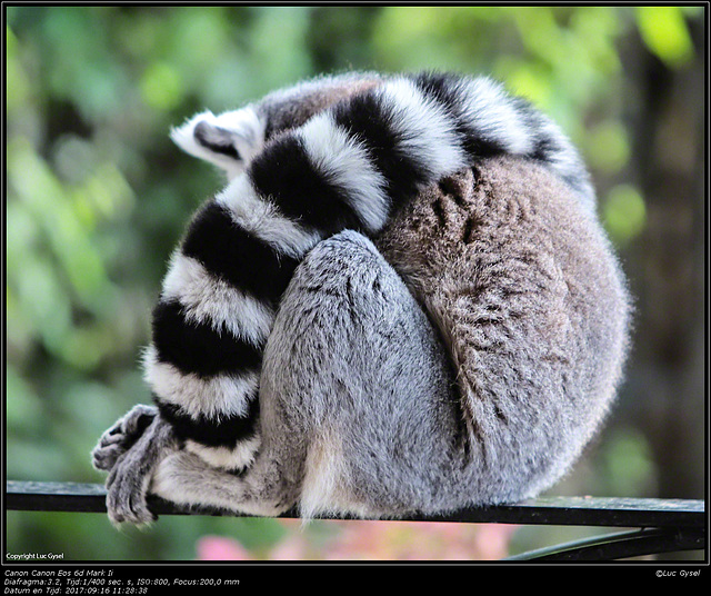 IMG 8478.jpg 2017 09 16  Zoo Planckendael II