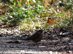 American robin - Turdus migratorius