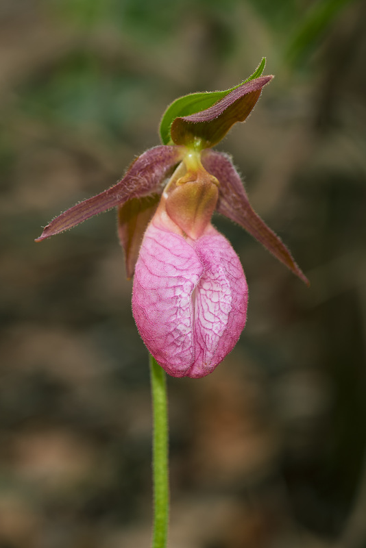 Cypripedium acaule (Pink Lady's-slipper orchid)
