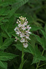 Platanthera psycodes (Small Purple Fringed orchid)