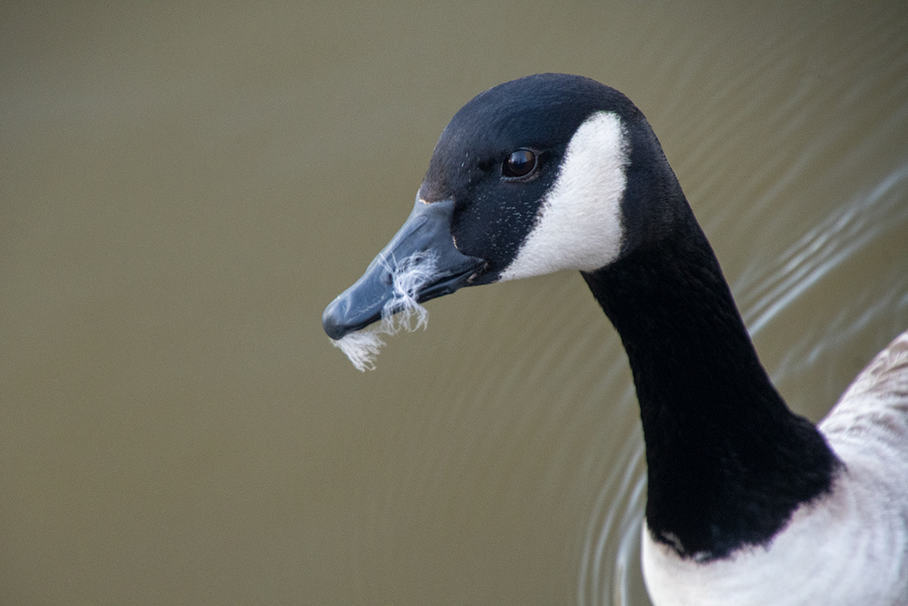 Canada goose