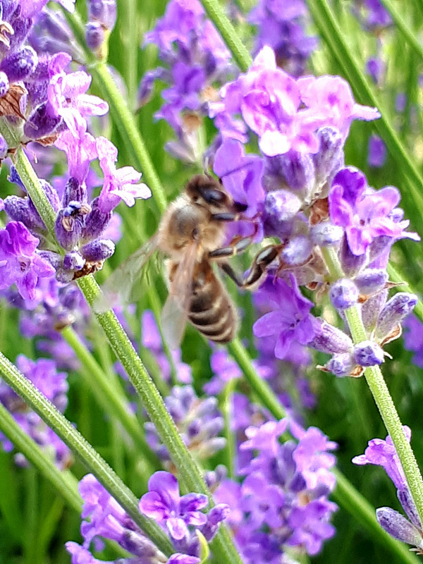 L'abeille travaille