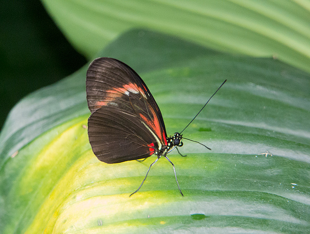 Chester zoo butterfly house. (2)