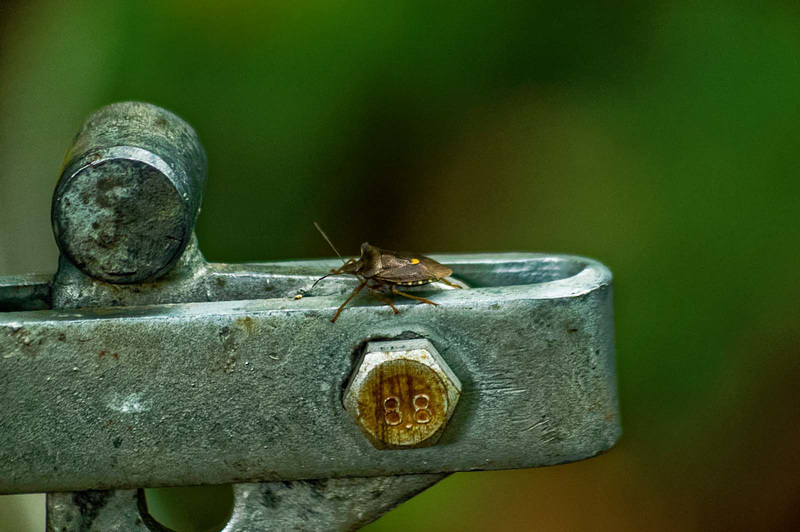 A shield bug sitting on a gate latch