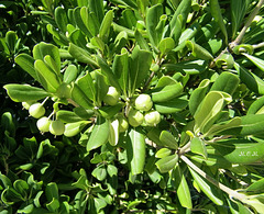 Vert...en boutons...Peut-être Raisin d'Ours...