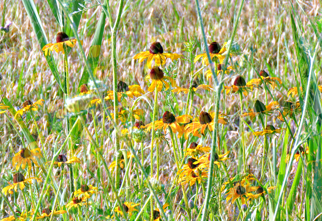 Black-eyed Susans are blooming along every road now.