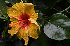 Hibiscus rose de Chine