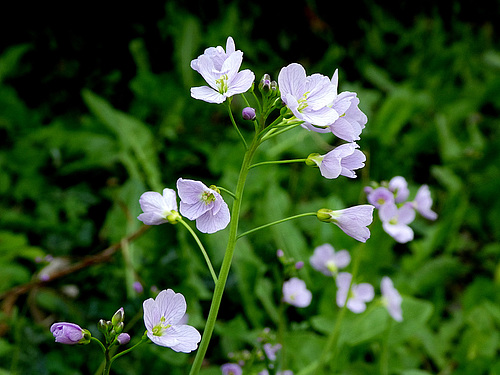 Cuckoo flower