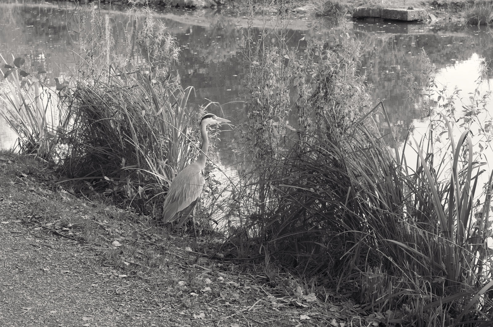 Heron amongst the reeds