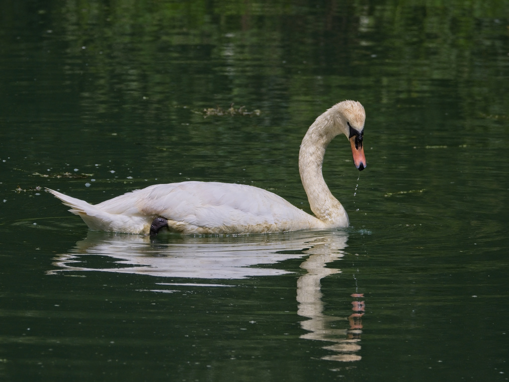 Swanning around.