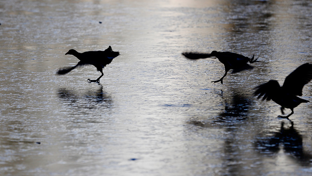 Patinage artistique :-)