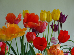 Tulip Display