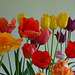 Tulip Display