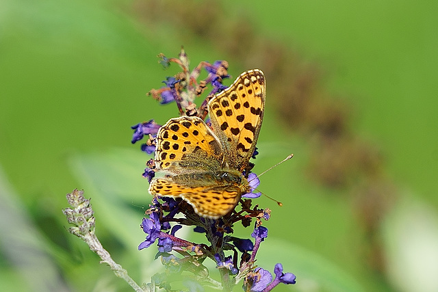 Kleiner Perlmutterfalter an Buddleja