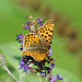 Kleiner Perlmutterfalter an Buddleja