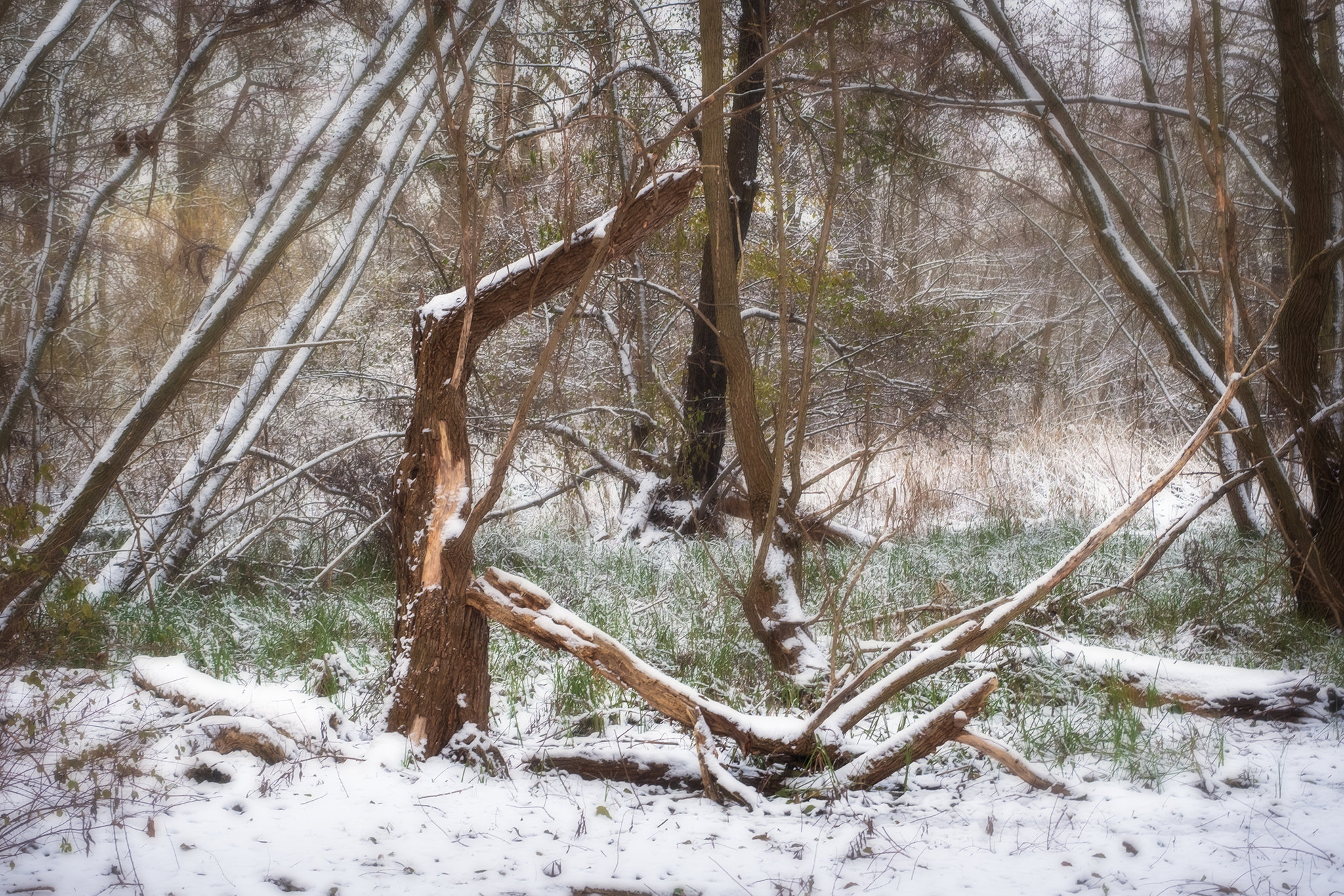 Winterwald am Malchower See (1)