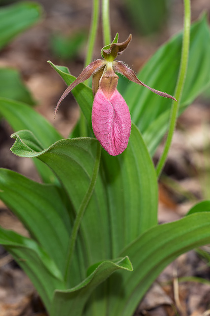 Cypripedium acaule (Pink Lady's-slipper orchid)