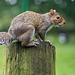 A squirrel at Eastham woods