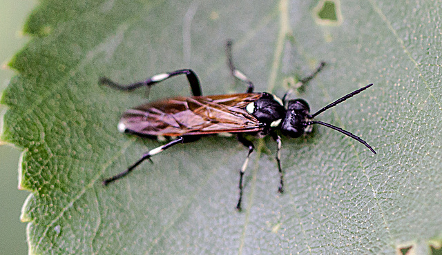 20110519 2958RMw [D~MI] Blattwespe (Macrophya duodecimpunctata), Großes Torfmoor, Hille