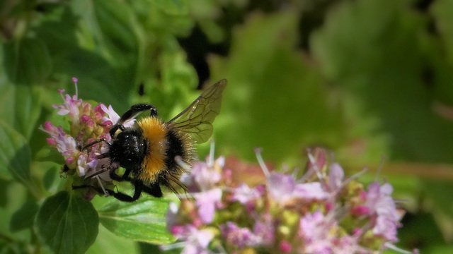 Hummel auf Oregano