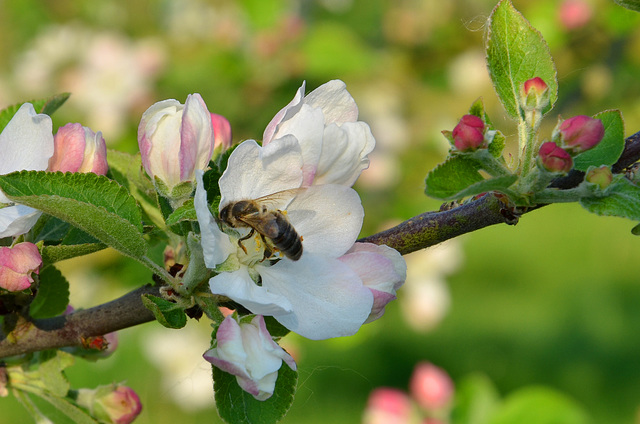 insectes pommier (1)