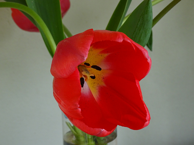 Single Tulip