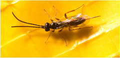 IMG 8693 Parasitic Wasp