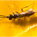 IMG 8693 Parasitic Wasp