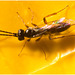 IMG 8693 Parasitic Wasp IMG 8693 Parasitic Wasp