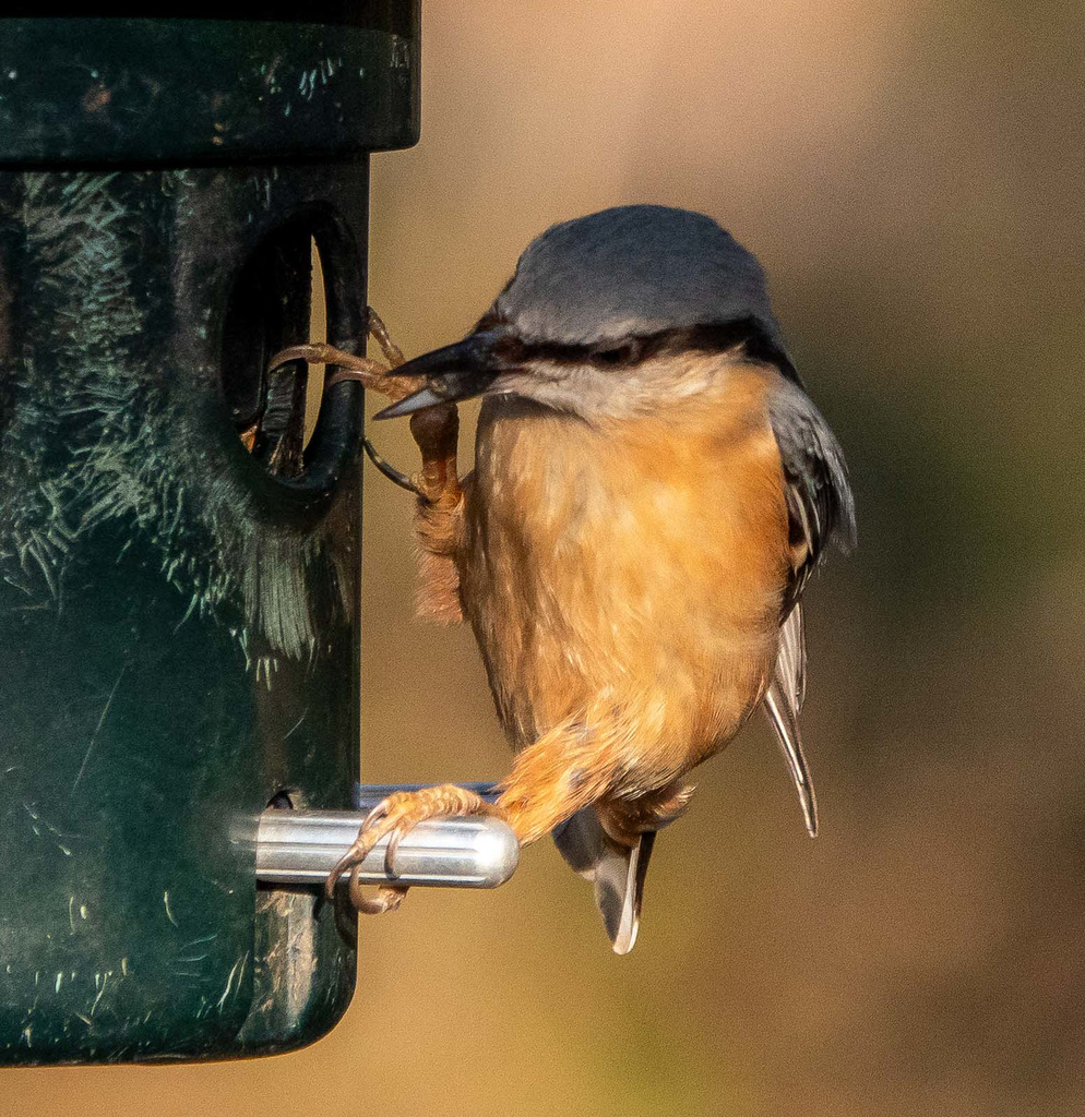 Nuthatch