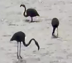 Photo of  flamingoes in Lake Hule, Israel- life transmission