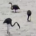 Photo of  flamingoes in Lake Hule, Israel- life transmission