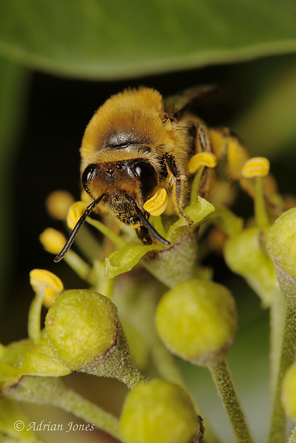 Colletes hederae (The Ivy Bee) in Shropshire