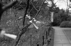 Paper fortunes tied to tree branches