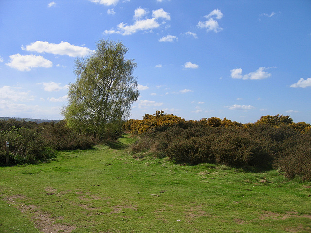 Hartlebury Common