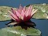 20170706 2406CPw [D~BI] Seerose, Botanischer Garten, Bielefeld