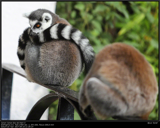 IMG 8480.jpg 2017 09 16  Zoo Planckendael II