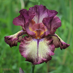 Iris 'Innocent Star'