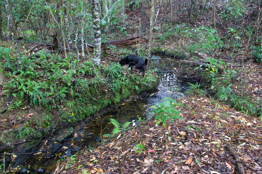 walk in the woods