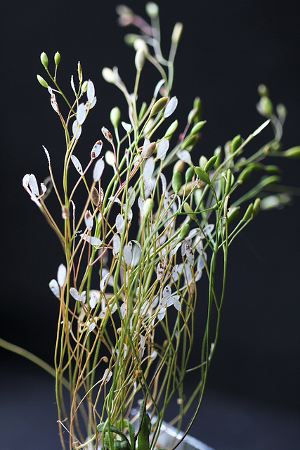 Erophila verna