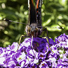 Red Admiral feeding