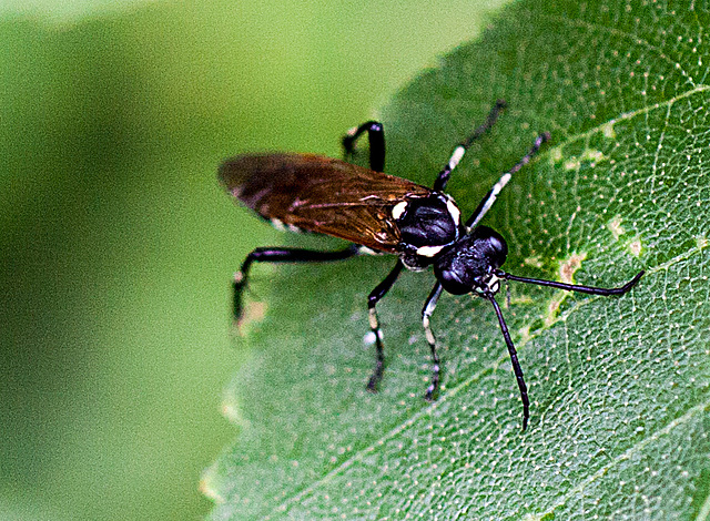 20110519 2962RMw [D~MI] Blattwespe (Macrophya duodecimpunctata), Großes Torfmoor, Hille