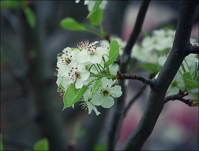 Flowering cherry