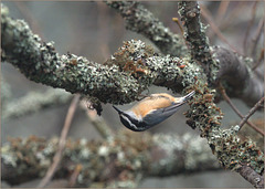 Nuthatch outside the window