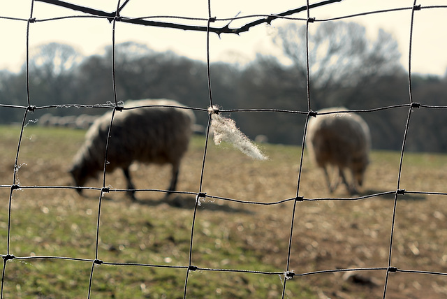 Wire Wool (aggressive)