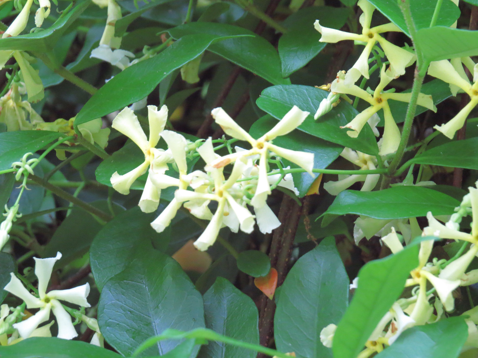 Trachelospermum jasminoides flowers